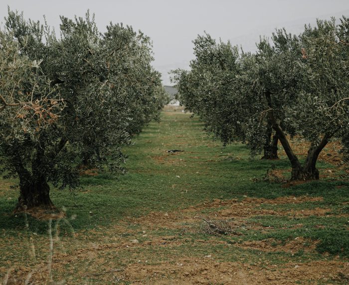 Olive Oil production data & obstacles