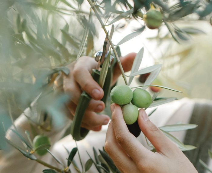 Olive Grove areas, Olive Oil Production and the Future of Education and training