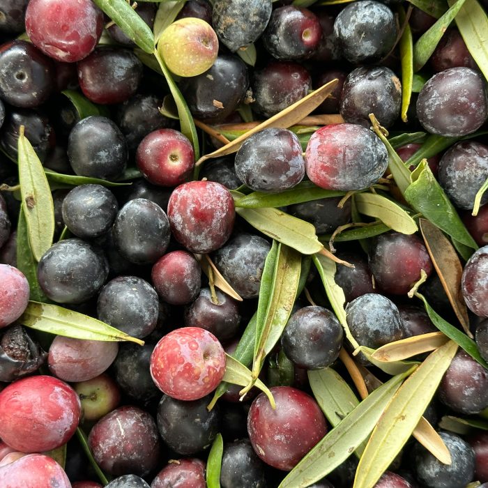 Olive by-products: Waste or Resource?