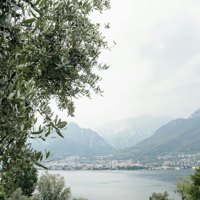 Water Management in Olive Farming